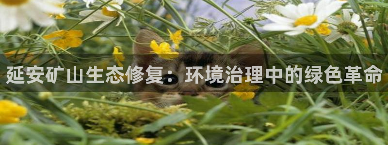 凯发k8·中国官方网站|延安矿山生态修复：环境治理中的绿色革命